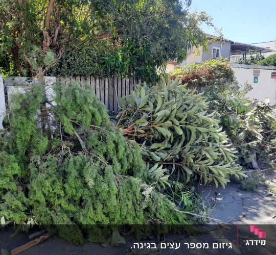 ערימת ענפים גזומים על המדרכה לאחר גיזום עצים